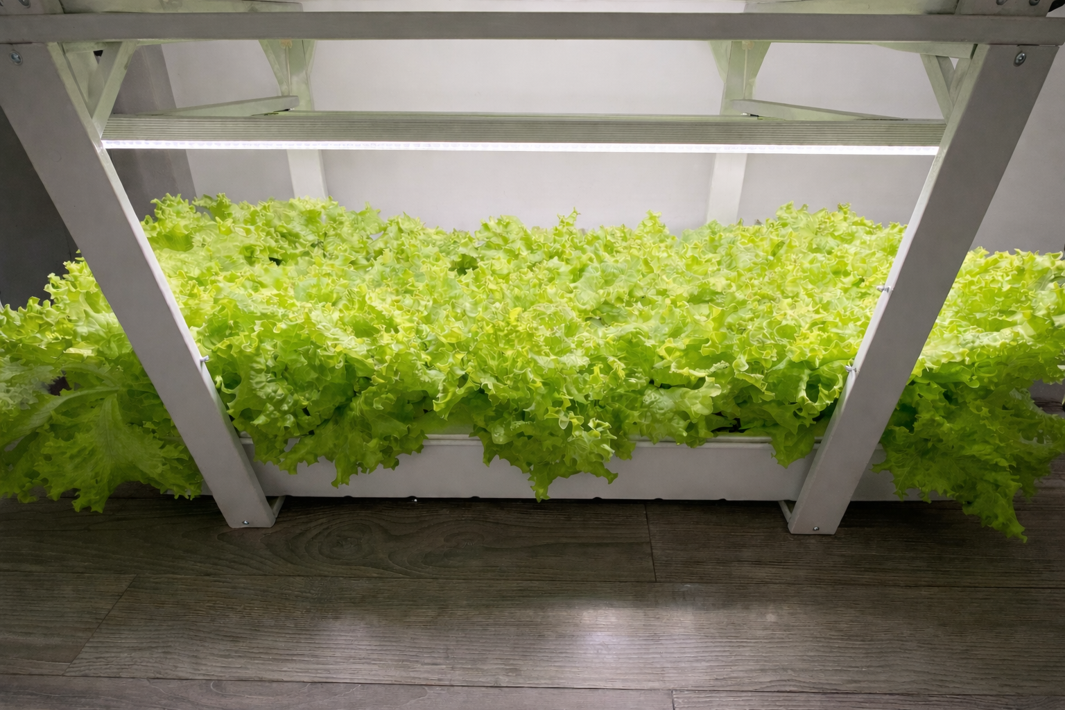 Récolte laitue EZPro